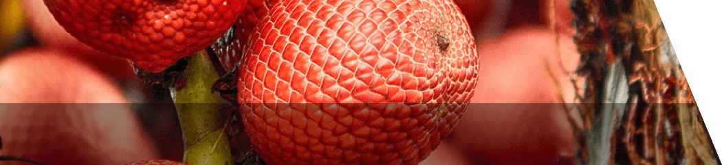 アグアヘ抽出物